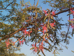 Plicosepalus