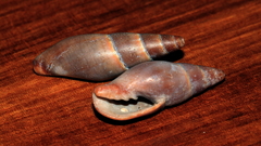Isara badia