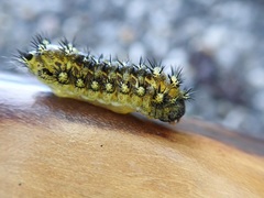 Scopelodes contracta