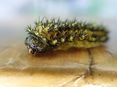 Scopelodes contracta