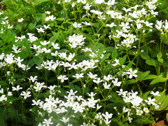 Cerastium pauciflorum