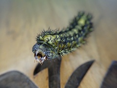 Scopelodes contracta