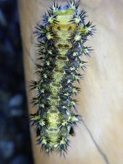 Scopelodes contracta