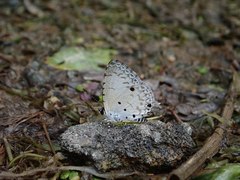 Megisba malaya sikkima