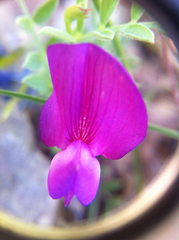 Lathyrus brachycalyx