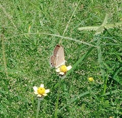 Jamides alecto dromicus