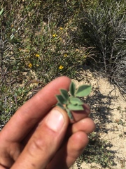 Acmispon grandiflorus grandiflorus