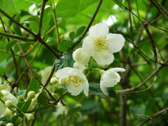 Philadelphus tenuifolius