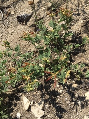 Acmispon grandiflorus grandiflorus