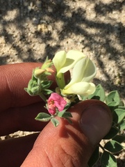 Acmispon grandiflorus grandiflorus