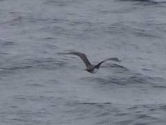 Stercorarius parasiticus