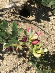 Acmispon grandiflorus grandiflorus