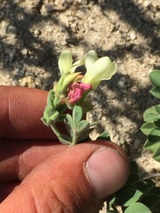 Acmispon grandiflorus grandiflorus