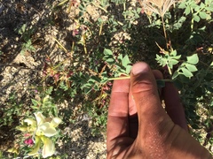 Acmispon grandiflorus grandiflorus