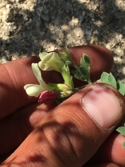 Acmispon grandiflorus grandiflorus
