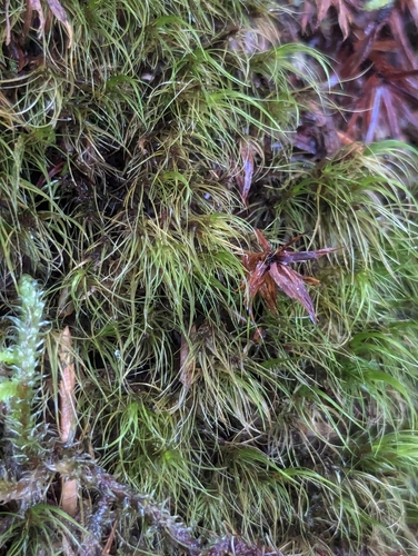 Image of Dusky Fork-Moss (Dicranum fuscescens) by (c) Bryn, some rights reserved (CC BY)