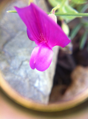 Lathyrus brachycalyx