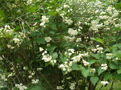 Philadelphus tenuifolius