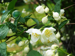 Philadelphus tenuifolius