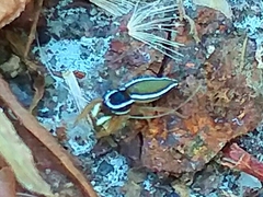 Dendroicius hotaruae