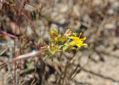 Ivesia webberi