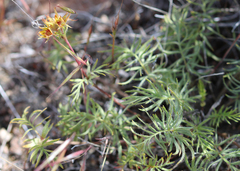 Ivesia webberi