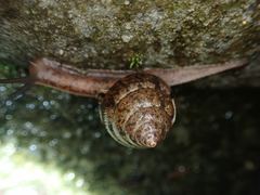 Satsuma sphaeroconus