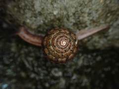 Satsuma sphaeroconus