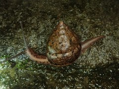 Satsuma sphaeroconus