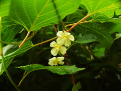 Actinidia kolomikta