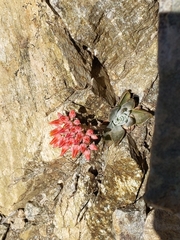 Dudleya cymosa pumila