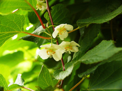 Actinidia kolomikta