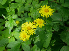 Doronicum
