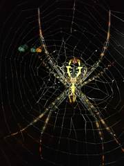 Argiope aetheroides