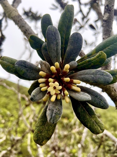 Pittosporum confertiflorum observed 2024-07-24