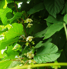Actinidia kolomikta