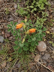 Cochlospermum wrightii
