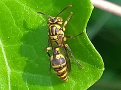 Ropalidia ornaticeps