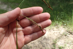 Rhynchospora inexpansa