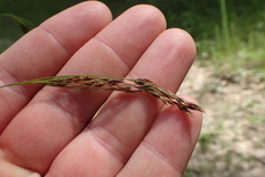 Rhynchospora inexpansa