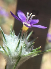 Eriastrum virgatum