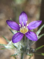 Eriastrum virgatum