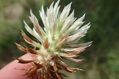 Trifolium vesiculosum