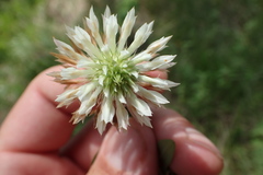 Trifolium vesiculosum