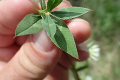 Trifolium vesiculosum
