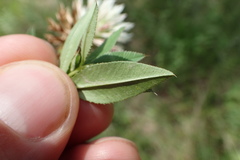 Trifolium vesiculosum