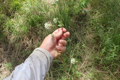 Trifolium vesiculosum