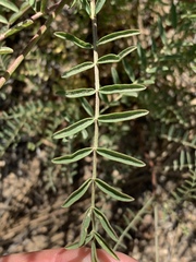 Astragalus douglasii perstrictus