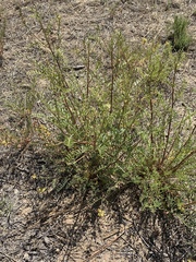 Astragalus douglasii perstrictus