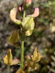 Astragalus douglasii perstrictus